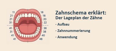 Zahnschema erklärt: Der Lageplan der Zähne - Aufbau, Zahnnummerierung und Anwendung
