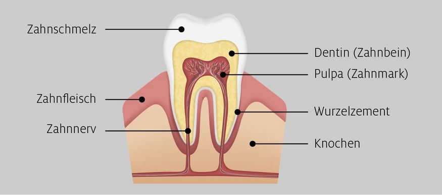 Schemazeichnung eines Zahns mit Schmelz, Dentin und Pulpa