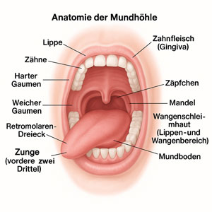 Anatomie der Mundhöhle – Funktion und Bedeutung des Zahnfleischs