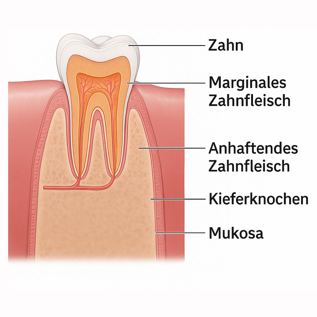 Einschub: Wie sind Zähne im Zahnfleisch verankert?