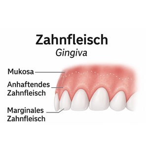 Zahnfleisch (Gingiva)