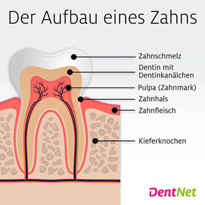 Wie ist ein Zahn aufgebaut?