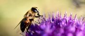 Propolis: Das natürliche Antibiotikum für starke Zähne