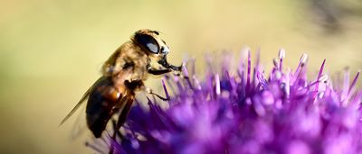 Propolis: Das natürliche Antibiotikum für starke Zähne