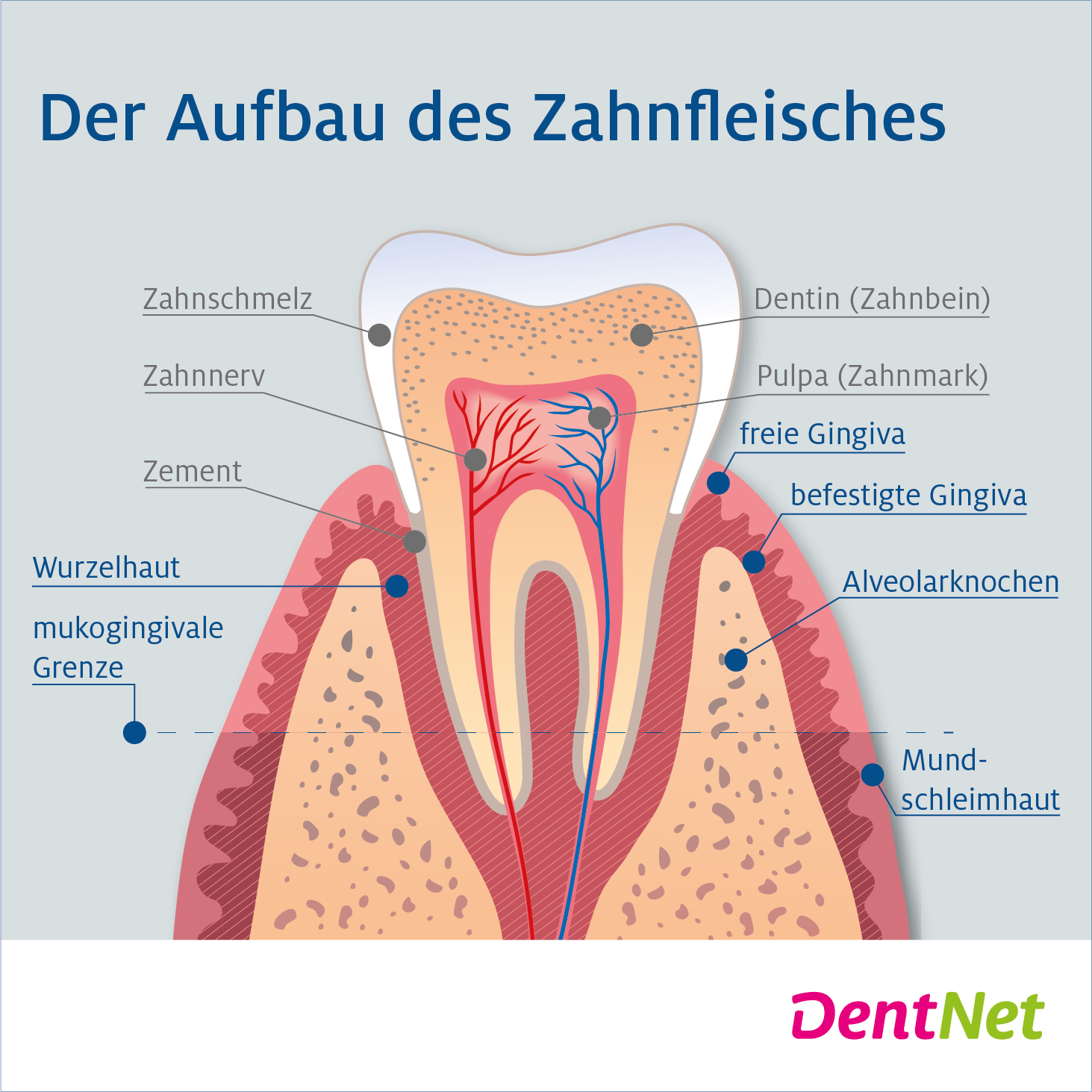 Aufbau des Zahnfleisches