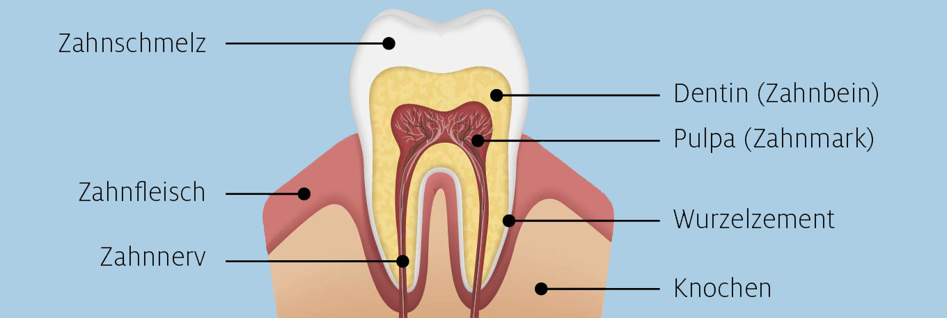 Zahnhalteapparat, Parodontitis, Gingivitis, Zahnfleischentzündung, Zahnfleischrückgang, Mundhygiene, Zahngesundheit, professionelle Zahnreinigung, Parodontalstatus, Zahnarzt, Zahnpflege