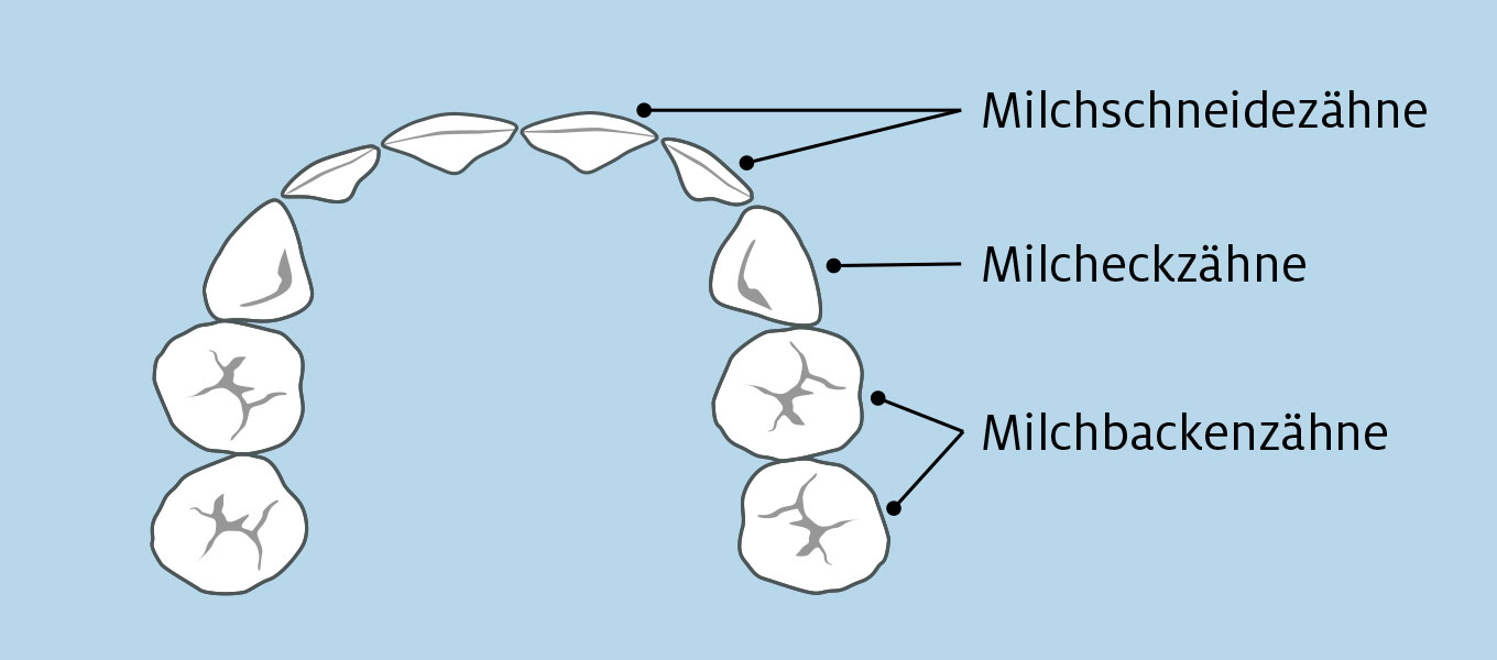 Milchgebiss