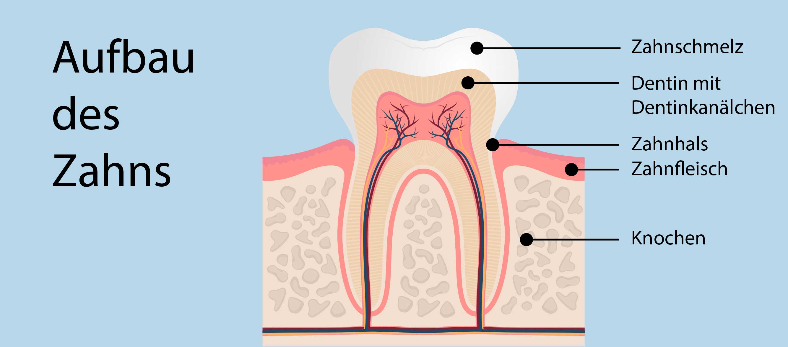 DentNet Ratgeber - Zahnhalsversiegelung DentNet Ratgeber - Zahnhalsversiegelung
