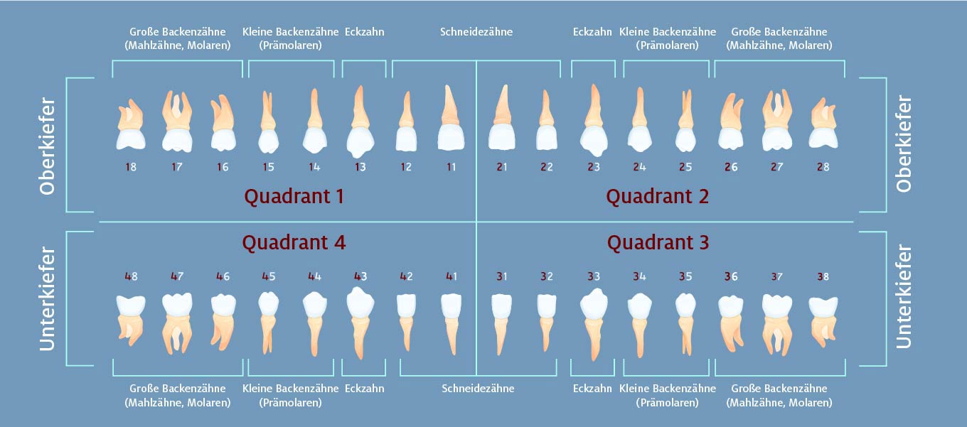 DentNet Ratgeber - Ihr Gebiss als Zahnschema