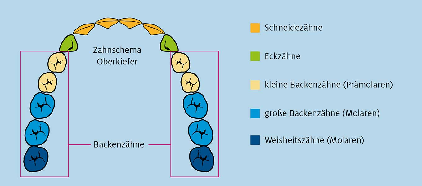 DentNet Ratgeber - Backenzähne, Molaren, Mahlzähne und mehr DentNet Ratgeber - Backenzähne, Molaren, Mahlzähne und mehr